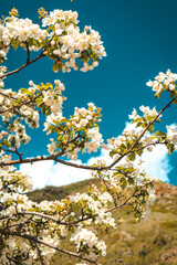 blossom in spring