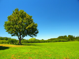 夏のみさと公園の立木のある草原と林風景