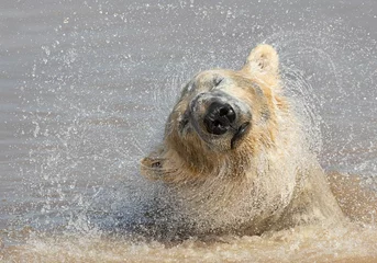 Fotobehang Ijsbeer Polar Bear Shake, Ursus maritimus  © Richard