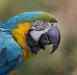 blue and yellow macaw, Ara ararauna