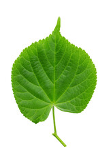 Fototapeta premium Branch of linden tree leaves isolated on a white background, top view.