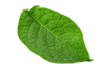 Fototapeta na wymiar Green fresh leaves of potato isolated on white background.