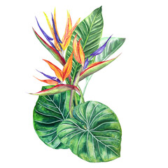 Watercolor illustration composition of strelitzia flowers and tropical leaves