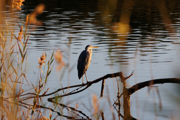 Grey heron (Ardea cinerea) perching on a branch at lake