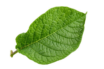 Obraz premium Green fresh leaves of potato isolated on white background.