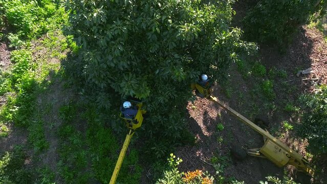 Avocado picking using a mechanical arm in an Avocado plantation