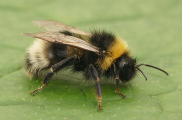 Closeup on the forest four colored cuckoo-bumblebee, Bombus sylvestris on a green leaf in the garden