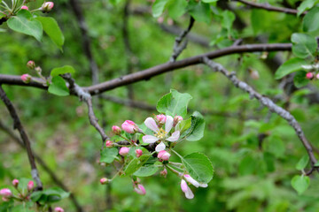 branch of apple tree with pink flowers and green leaves, macro