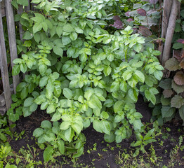 Close-up of potato growing in the backyard of an eco-farm, a young green potato bush against the background of the ground. Potato tops in the garden