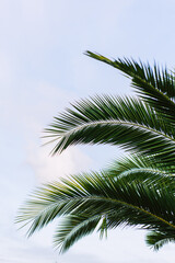 Fototapeta na wymiar green palm leaves pattern, leaf closeup isolated against blue sky with clouds. coconut palm tree brances at tropical coast, summer beach background. travel, tourism or vacation concept, lifestyle