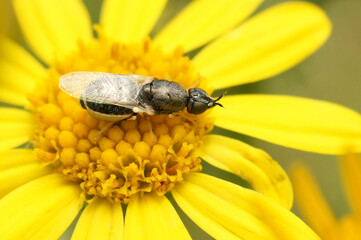 Closeup on the Common Green Colonel, Oplodontha viridula, sitting on a yellow flower