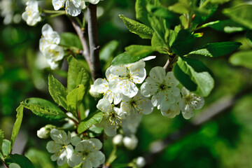 branch of apple tree with white flowers and green leaves in sunny day, macro