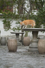cat on a garden table