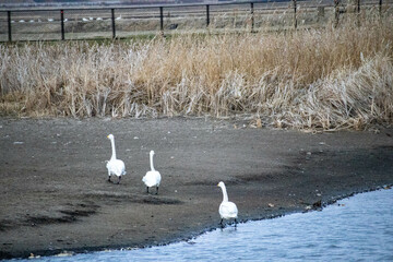 陸を歩いている３匹の白鳥の後ろ姿