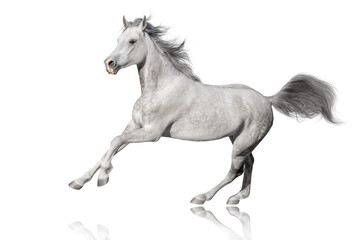 Horse run gallop isolated on white backround