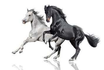 Obraz na płótnie Canvas Black and white horses rearing up