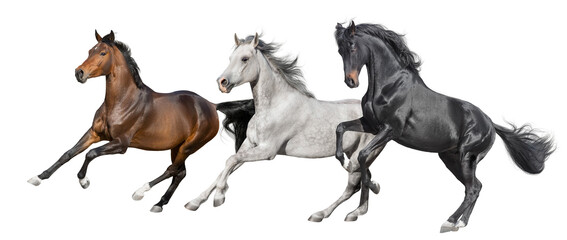 Three horse free run isolated on white