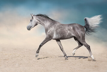 Obraz na płótnie Canvas White stallion free run
