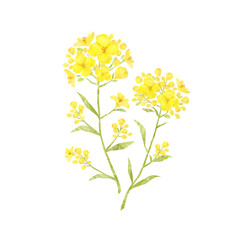 Ëèú„ÅÆËä± Êò•„ÅÆËä± Â≠£ÁØÄ„ÅÆËçâËä± Ê∞¥ÂΩ©ÁîªÈ¢®