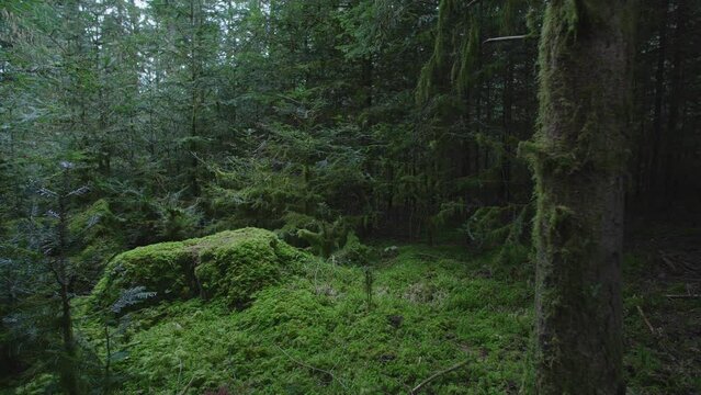 thick moss on a stump in the forest