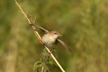 Close up of reed warbler perched on a small twig