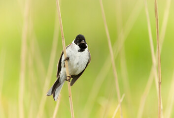 Close up of a perched common reed bunting