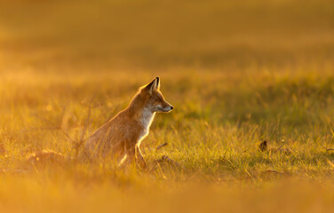 Close-up of a Red fox at sunset