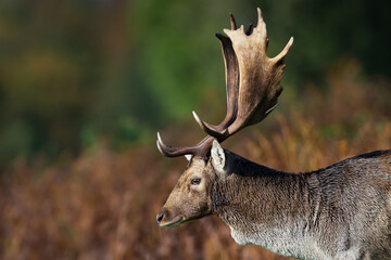 Close up of a Fallow deer (Dama dama)