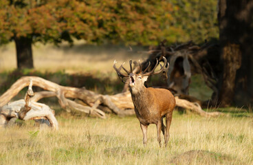 Red deer stag calling during the rut