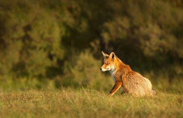Close up of a red fox sitting in the meadow
