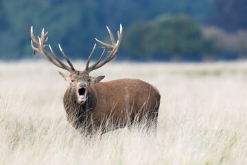 Red deer stag calling during rutting season in autumn
