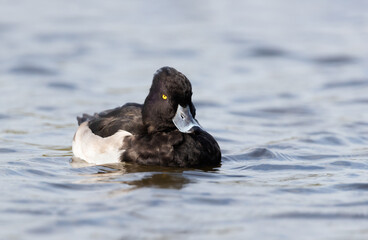 Close up of a Tufted duck in lake