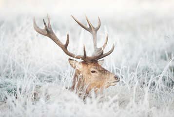 Portrait of a red deer stag lying in frosted grass in winter