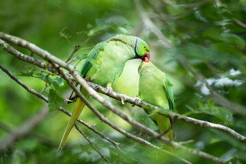 Close-up of a Ring-necked Parakeet feeding chick
