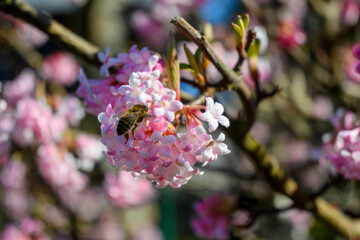 Close-up of the pink flowers of a viburnum tree with a bee sitting on it.