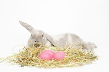 Grey, fluffy lop-eared rabbit with baby pink Easter eggs on the hay. Lies and looking at the...