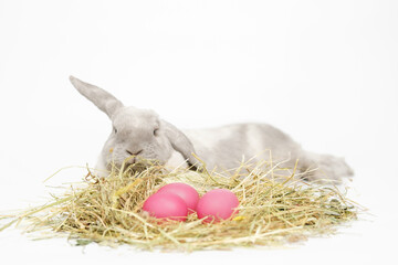 Grey, fluffy lop-eared rabbit with pink Easter eggs on the hay. Lies and looking at the camera, on...