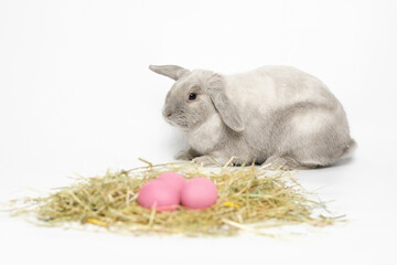 Grey, fluffy lop-eared rabbit with baby pink Easter eggs on the hay. Lies on a white background.