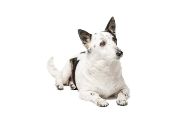 Black and white dog, lies on a white background and looks to the side. Isolate on a white background.