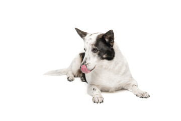 A black and white dog lies on a white background and licks its lips. Isolate on white background.