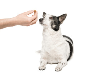 The dog is fed from the hand on a white background.