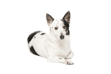 A black and white dog lies on a white background and looks into the camera. Isolate on white background.