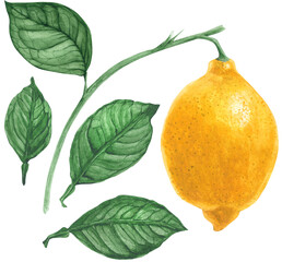 Botanical watercolor illustration. Fresh yellow lemon