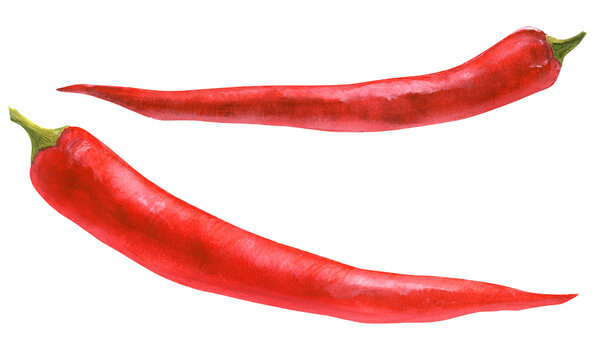 Red chili pepper. Watercolor botanical illustration of two red hot pepper pods
