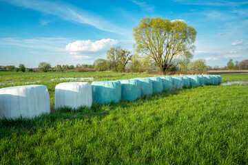 Silage bales lying on a green meadow