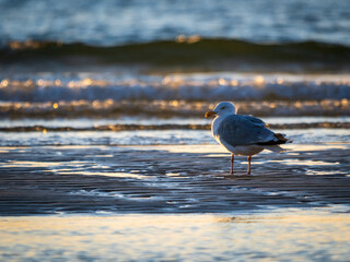 Möwe am Strand im Sonnenuntergang