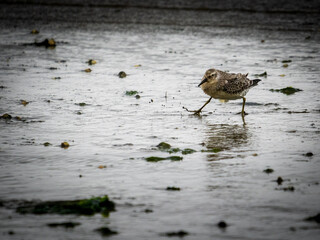 Strandläufer am Strand