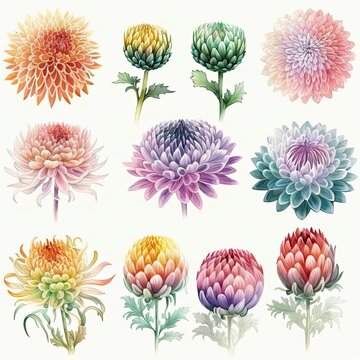 set of whimsical and colorful watercolor clip art images of Japanese Chrysanthemum shapes crystal, on white background, Genarative AI
