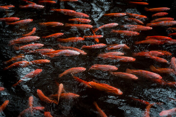 A park with a lake and small red fishes.