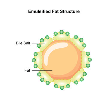 Scientific Designing of Emulsified Fat Structure. Vector Illustration.